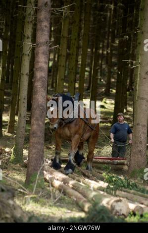 Le debardage est une technique de sylviculture tres ecologique. Des chevaux de trait Spezialkleider pour Cette tache rassblent des arbres prea Stockfoto