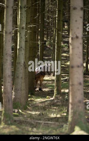 Le debardage est une technique de sylviculture tres ecologique. Des chevaux de trait Spezialkleider pour Cette tache rassblent des arbres prea Stockfoto