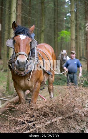 Le debardage est une technique de sylviculture tres ecologique. Des chevaux de trait Spezialkleider pour Cette tache rassblent des arbres prea Stockfoto