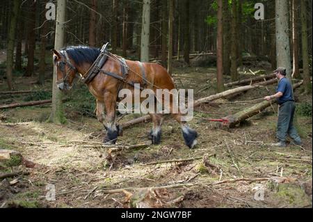 Le debardage est une technique de sylviculture tres ecologique. Des chevaux de trait Spezialkleider pour Cette tache rassblent des arbres prea Stockfoto