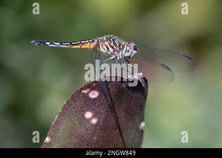 Eine weibliche blaue Dasher-Libelle, gesehen im Mead Botanical Garden im Winter Park bei Orlando, Florida. Stockfoto