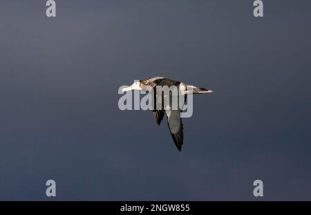 Tristan Albatross unreifen Fliegen; Tristan Albatros onvolwassen Vliegend Stockfoto