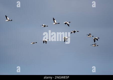 Bergeend groep Vliegend; Brandente Herde fliegen Stockfoto