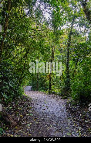 Gehen Sie den Pfad des Monteverde Cloud Forest Biological Reserve entlang Stockfoto