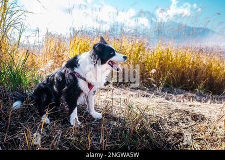 Sie macht eine wohlverdiente Pause im Schatten des hohen Pampasgrases auf dem Gipfel des Mt. Myojinyama mit dem Gipfel des Mt. Fuji im Hintergrund. Stockfoto