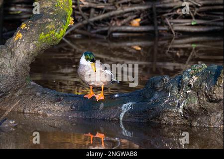Eine Ente sitzt auf einem Stück Treibholz und predigt sich selbst. Stockfoto