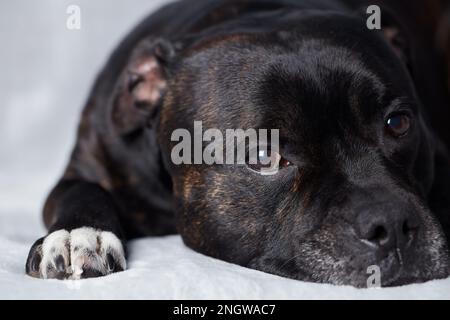 Staffordshire Bull Terrier auf hellem Hintergrund. Schließen. Stockfoto