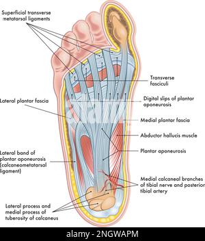 Darstellung der Fußanatomie mit Anmerkungen. Stock Vektor