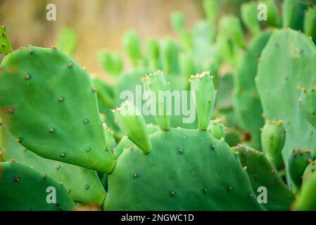 Stachelfeigen-Kaktus oder indische Feigen-opuntia mit lila roten Früchten. Stockfoto