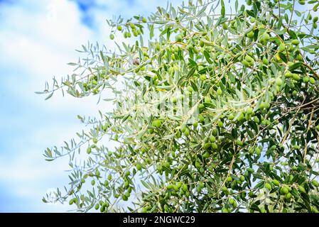 Nahaufnahme von Oliven-T-Ästen mit reifen Oliven vor dem sonnigen blauen Sommerhimmel. Stockfoto