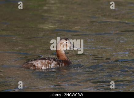 Gemeine Pochard (Aythya ferina), weiblich, an der Küstenlagune Algarve, Portugal April Stockfoto