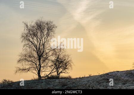 Birke auf dem Hügel an Wintermorgen kurz vor Sonnenaufgang Stockfoto