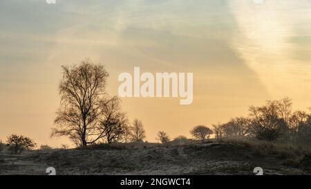 Birkenbaumsilhouette an einem nebligen Morgen kurz vor Sonnenaufgang Stockfoto