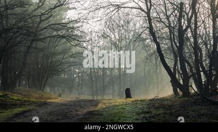 Sonnenstrahlen und ein Sandweg, der an einem nebligen Morgen zu einer Waldrodung führt Stockfoto