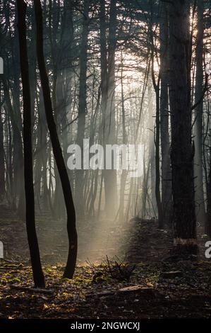 Vertikales Bild von Sonnenstrahlen im Wald an einem nebligen Morgen Stockfoto
