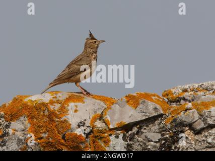 Crested Lark (Galerida cristata pallida), Erwachsener, hoch oben auf Flechten-überdachtem Felsen Ria Formosa NP, Algarve, Portugal April Stockfoto