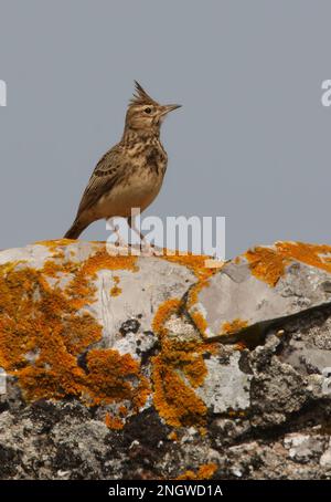 Crested Lark (Galerida cristata pallida), Erwachsener, hoch oben auf Flechten-überdachtem Felsen Ria Formosa NP, Algarve, Portugal April Stockfoto