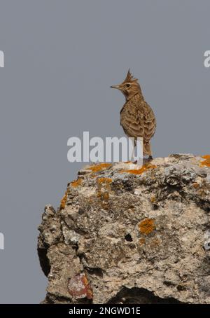 Crested Lark (Galerida cristata pallida), Erwachsener, hoch oben auf Flechten-überdachtem Felsen Ria Formosa NP, Algarve, Portugal April Stockfoto