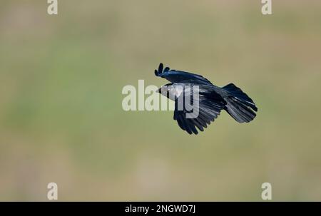 Vliegnde Kauw; Fliegen Western Jackdaw Stockfoto