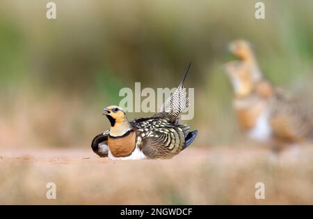 Witbuikzandhoen baltsende Mann; Pin-tailed Sandgrouse in der umwerbung Stockfoto