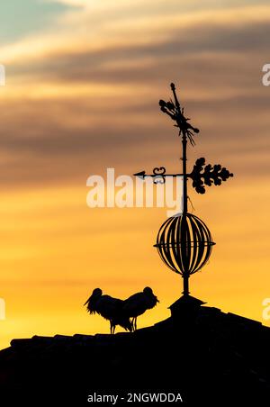 Weißstorch (Ciconia ciconia) in Trujillo, Extremadura, Spanien. Stockfoto