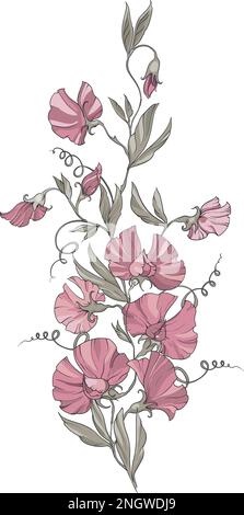 Ein Strauß süßer Erbsen mit rosa Blumen auf weißem Hintergrund, Blumen, Blumensträußen und Blättern. Vektordarstellung Stock Vektor