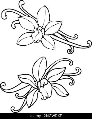 Vanille-Orchideenblumen und -Schoten Stock Vektor