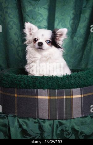 Langhaarige Chihuahua in einem Hundebett aus Schottenholz. Weißer Chihuahua agaisiert auf grünem Hintergrund. Stockfoto