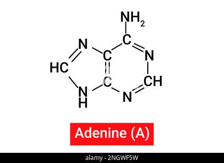 Chemische Struktur von Adenin (A) Stock Vektor