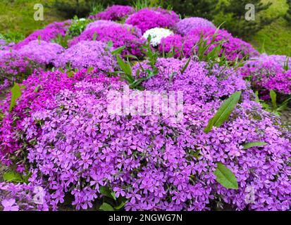 Phlox subulata, der schleichende Phlox (auch bekannt als Moos-Phlox, Moos-Pink oder Bergphlox), ist eine blühende Pflanzenart der Familie Polemoniaceae, einheimisch Stockfoto