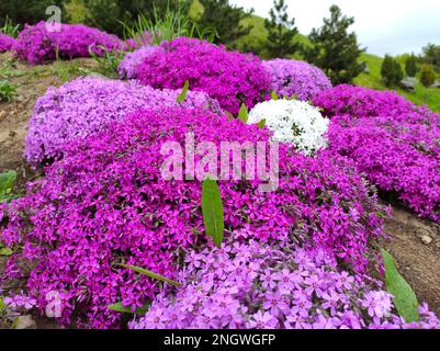 Phlox subulata, der schleichende Phlox (auch bekannt als Moos-Phlox, Moos-Pink oder Bergphlox), ist eine blühende Pflanzenart der Familie Polemoniaceae, einheimisch Stockfoto