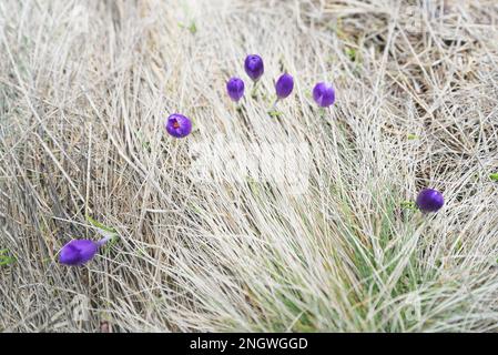 Erste Frühlingsblumen. Lila Krokusse im trockenen Gras Stockfoto