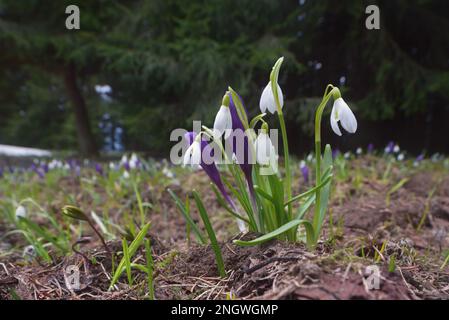 Frühlingsblumen Krokusse und Schneeglöckchen. Blühende Wiese im Bergwald. Schönheit in der Natur Stockfoto