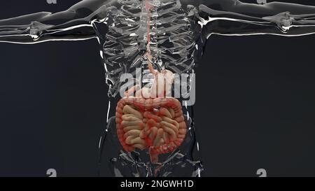 Mann mit Crohns-Krankheit, männliche Anatomie, entzündeter Dickdarm, Sigmoid Colon, Teile des menschlichen Verdauungssystems, 3D-Rendern Stockfoto