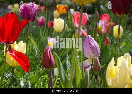 Eine farbenfrohe Frühlingsmischung aus Tulpenknospen und Blüten, die im britischen Garten April einen blumigen Wieseneffekt erzeugen Stockfoto