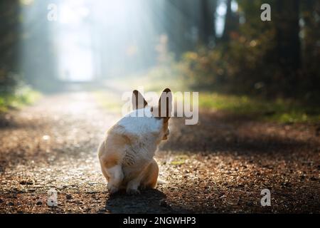 Das Pembroke Welsh Corgi blickt auf die wunderschön beleuchtete Straße zurück. Polen Stockfoto