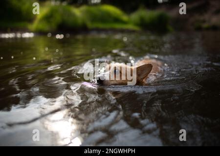 Der Pembroke Welsh Corgi schwimmt tapfer bis zum geworfenen Stock. Polen Stockfoto