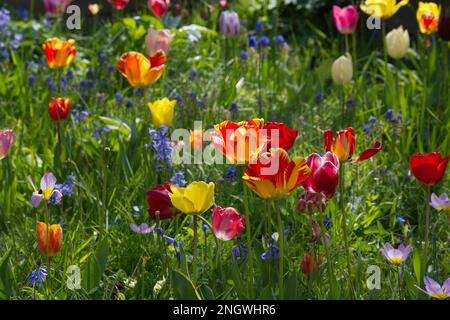 Eine farbenfrohe Frühlingsmischung aus Tulpen, Blauen Glocken und Gras, die im britischen Garten April einen blumigen Wiesen-Tapeteneffekt erzeugen Stockfoto