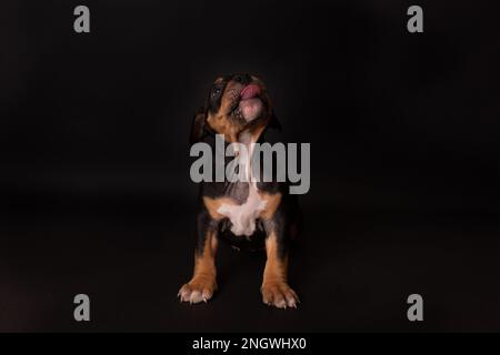 Der Welpe American Pit Bull Terrier sitzt auf schwarzem Hintergrund im Studio Stockfoto