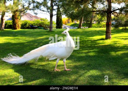 Wunderschöner junger Pfau auf grünem Gras. Der weiße Pfau zeigt Federn im Park, im Zoo, auf der Farm Stockfoto