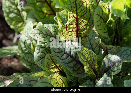 Sommerlaub von Rumex sanguineus, auch bekannt als Blutsorrel oder Rotschimmelsorrel im britischen Garten August Stockfoto