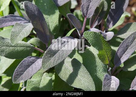 Sommerblüte von Purpursalbei, Salvia officinalis Purpurascens im britischen Garten August Stockfoto