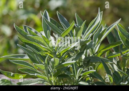 Sommerblüten von grauem, schmalblättrigem oder spanischem Salbei, Salvia lavandulifolia, im britischen Garten August Stockfoto