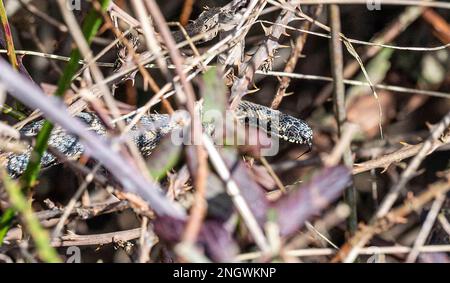 Pulborough UK 19. Februar 2023 - im Naturreservat Pulborough Brooks in West Sussex sonnt sich heute ein Adder im warmen Sonnenschein, da die Temperaturen in einigen Teilen des Vereinigten Königreichs 16 Grad erreichen : Credit Simon Dack / Alamy Live News Stockfoto