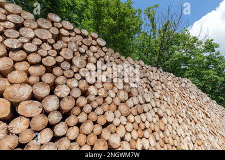 Großer Haufen mit Baumstämmen im Wald Stockfoto