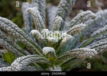 Frostblätter von Brassica oleracea var. Palmifolia „Cavolo nero“, auch bekannt als italienischer Schwarzkohl, oder Cavolo Nero Grünkohl im britischen Garten im Dezember Stockfoto