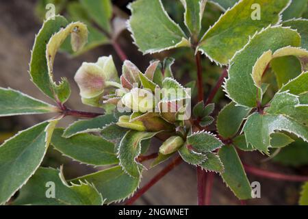 Frostige Winterblumen und Laub von Helleborus x sternii, oder Stern Hybrid Hellelebore im britischen Garten Januaryfrost Stockfoto