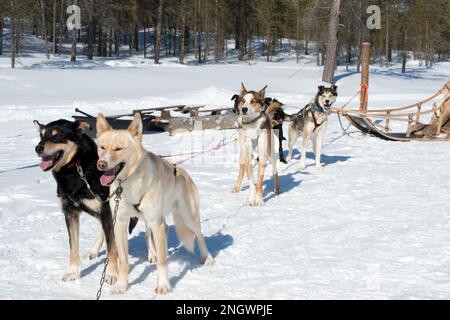 Schöne Husky-Hunde auf einem Schlitten. Lappland Stockfoto