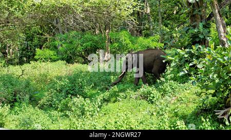 Einsamer junger, wilder, männlicher Elefant grast in der Bandipur mudumalai Ooty Road, Indien. Toller Anblick in ihrem natürlichen Lebensraum Stockfoto