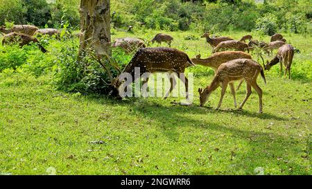 Große Gruppe von Wildhirschen oder Achsenhirschen, die auf der Bandipur mudumalai Ooty Road, Indien, weiden. Schönheit in ihrem natürlichen Lebensraum Stockfoto